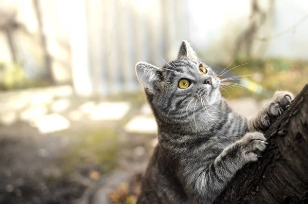 Kitten Climbed Tree Clings Bright Photo Place Text — Stock Photo, Image