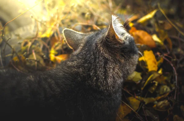 Tabby Kattunge Spelas Med Blad Trädgården Trädgården Solnedgången Belysning — Stockfoto