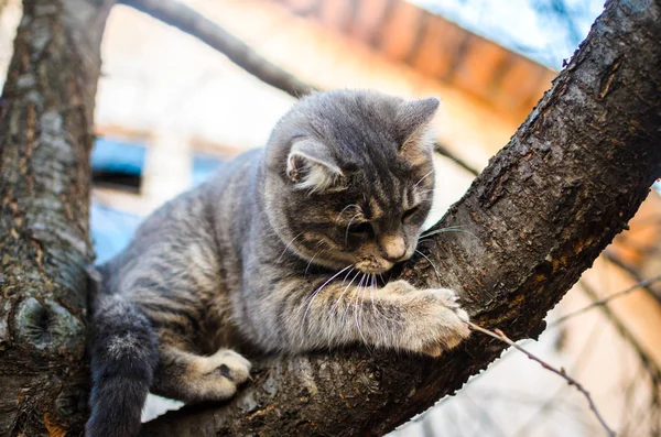 Котёнок Залез Дерево Цепляется Яркая Фотография Долины — стоковое фото