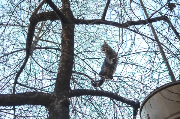 Solitario Gattino Tabby Tra Rami Alberi Secchi Salito Lontano Cercando — Foto Stock