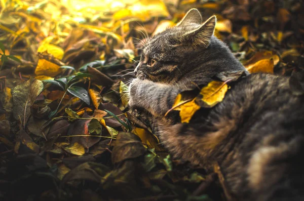 Gün Batımında Bahçede Yapraklarla Tekir Kedi Yavrusu Oynanır — Stok fotoğraf