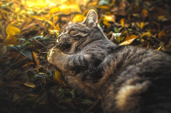 Tabby Gatinho Jogado Com Folhas Quintal Jardim Iluminação Por Sol — Fotografia de Stock