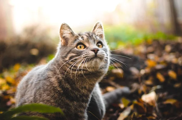 Porträt Eines Grau Gestromten Sehr Flauschigen Kätzchens Schönem Warmen Licht — Stockfoto