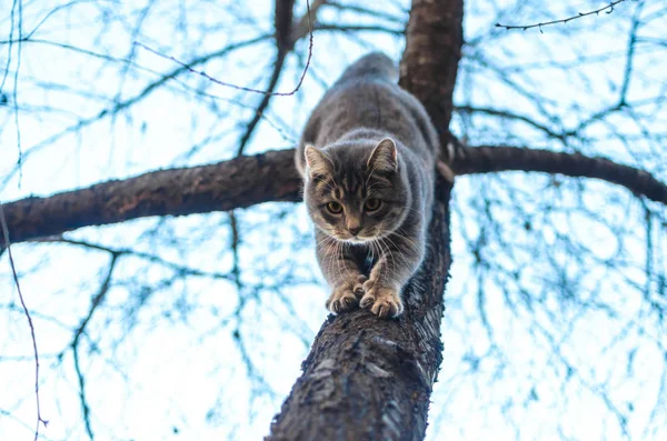 Fluffy Tabby Γατάκι Κατεβαίνει Από Μια Φωτογραφία Δέντρο Από Κάτω — Φωτογραφία Αρχείου