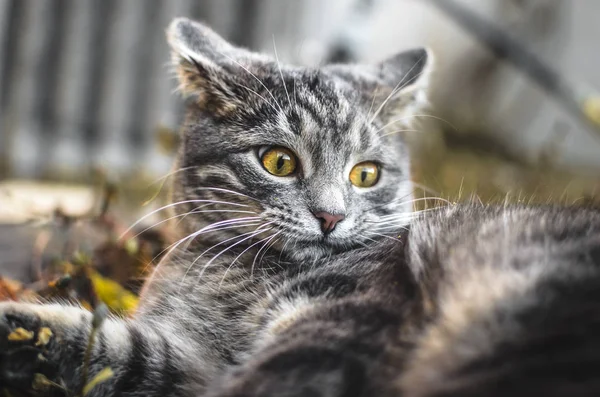 Very Surprised Gray Tabby Kitten Backyard Looks Funny Photo Memes — Stock Photo, Image