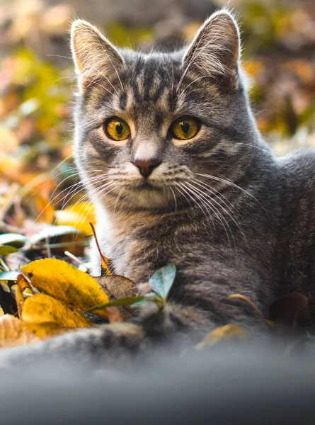 Portret Szarej Tabby Bardzo Puszysty Kotek Pięknym Ciepłym Oświetleniu Podwórku — Zdjęcie stockowe