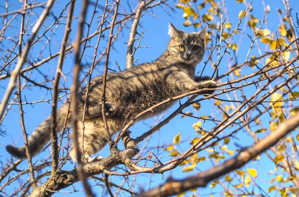 乾燥した木 澄んだ青い空 美しいオレンジ色の光 裏庭から小さくてふわふわの灰色のタビー子猫が登る — ストック写真