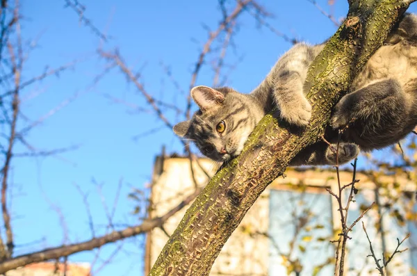 Pequeno Fofo Cinza Tabby Gatinho Sobe Uma Árvore Seca Céu — Fotografia de Stock