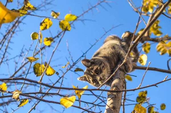小さなふわふわの灰色のタビー子猫は いくつかの葉を残し 澄んだ青い空と美しいオレンジ色の光 裏庭で乾燥した木を登っています — ストック写真