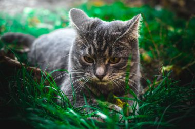 Şaşırmış küçük bir tekir kedi yavrusu arka bahçedeki yeşil çimlerde yatıyor.