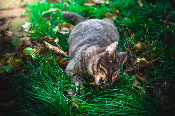 Kleines Grau Gestromtes Kätzchen Liegt Grünen Gras Und Wird Mit — Stockfoto