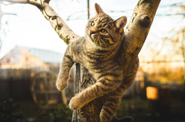 Kleines Grau Gestromtes Kätzchen Erklomm Einen Baum Und Hält Sich — Stockfoto