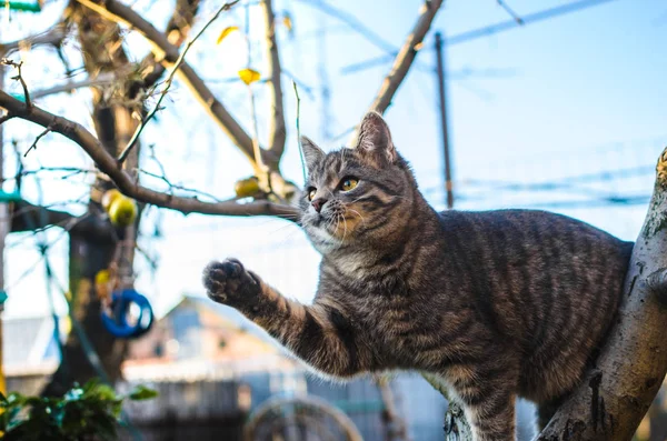 Little gray tabby kitten climbed a tree and holds on to its trunk, beautiful lighting on the background