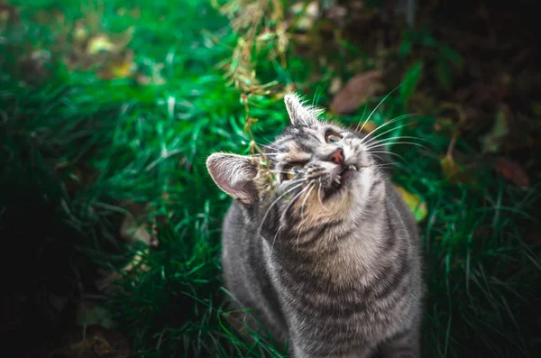 Little Playful Tabby Kitten Lies Green Grass Backyard Tries Bite — Stock Photo, Image