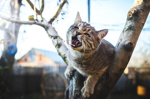 Liten Grå Tabby Kattunge Klättrade Ett Träd Och Meows Mot — Stockfoto