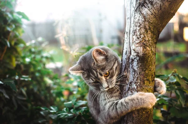 Kleines Grau Gestromtes Kätzchen Erklomm Einen Baum Und Hält Sich — Stockfoto