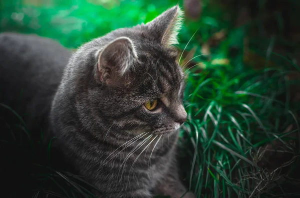 小胖嘟嘟的小猫躺在后院的绿草里 紧贴着肖像画 — 图库照片