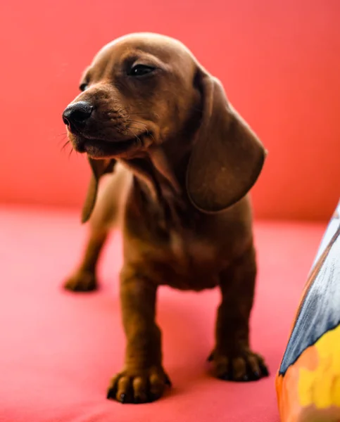 Dachshund Cachorro Sobre Simple Fondo Rojo Liso Sofá — Foto de Stock