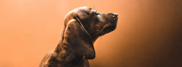 Dachshund Cachorro Sobre Simple Fondo Naranja Liso Sofá — Foto de Stock