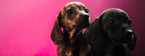 Dachshund Cachorro Sobre Simple Fondo Liso Púrpura Forma Una Pancarta — Foto de Stock