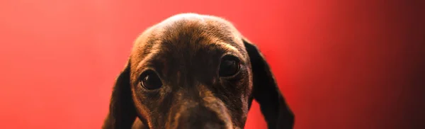 Cachorrinho Dachshund Simples Fundo Vermelho Liso Forma Banner — Fotografia de Stock