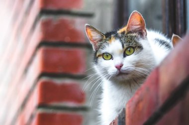 Kır evinde, pencerenin pervazında otururken bir kedi tuğlanın arkasından dışarı bakar, soğuk bir havada.