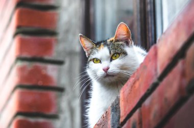 Kır evinde, pencerenin pervazında otururken bir kedi tuğlanın arkasından dışarı bakar, soğuk bir havada.