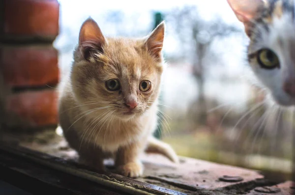 Förvånad Liten Hemlös Ingefära Kattunge Privata Hus Tegelfönsterbräda — Stockfoto