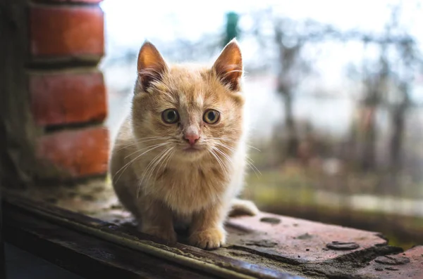 在砖墙窗台上的私人房子里 一只令人惊讶的小无家可归的姜猫 — 图库照片