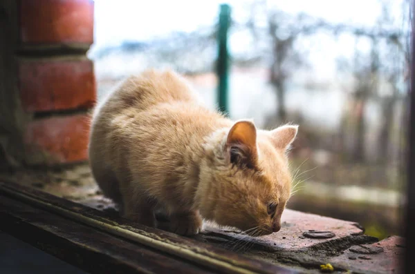レンガの窓の上の民家に小さなホームレスの生姜子猫を驚かせました — ストック写真