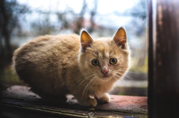 Surprised Little Homeless Ginger Kitten Private Houses Brick Windowsill — Stock Photo, Image