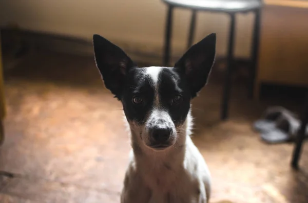 Retrato Perro Basenji Casa Tonos Marrones — Foto de Stock