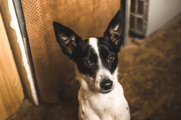 Portrait of a basenji dog at home in brown tones