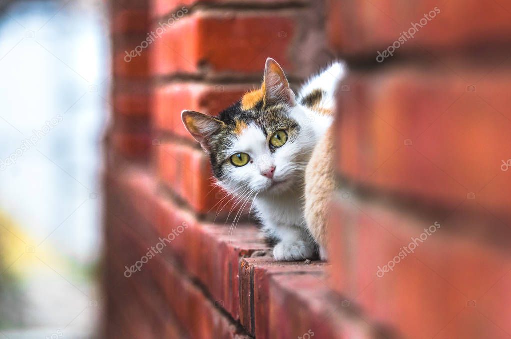 A cat peeps in surprise from behind a brick while sitting from the outside of a window sill in a country house, cold weather