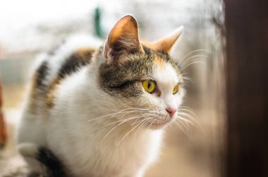 Mütevazı evsiz yavru kedi anne kediler tuğla pencere eşiğine oturur ve soğuk günlerde yemek ister, portre ister.