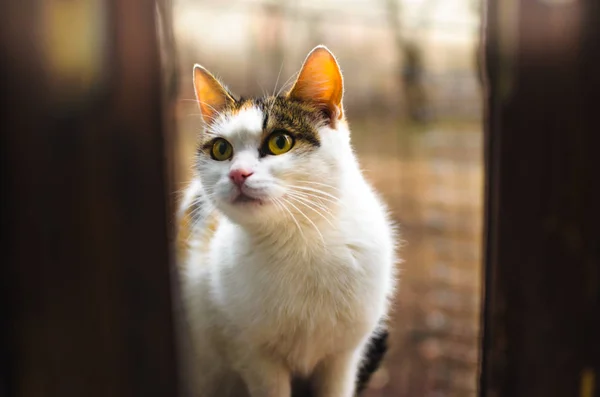 Sem-teto solitário calico gato mãe gatinhos sentados no peitoril da janela e pede comida em dias frios, retrato — Fotografia de Stock