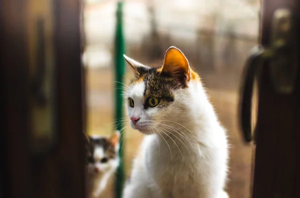 Hemlösa ensamma calico katt mamma kattungar sitter på fönsterbrädan och ber om mat på kalla dagar, porträtt — Stockfoto