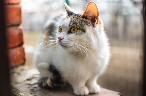 Mütevazı evsiz yavru kedi anne kediler tuğla pencere eşiğine oturur ve soğuk günlerde yemek ister, portre ister. — Stok fotoğraf