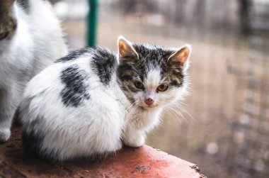 Dışarıdan bir kedi yavrusu tuğla pencere eşiğinde oturur ve soğuk ve yalnız bir günde yemek yemek ister.