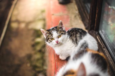 Evsiz, tüylü kedi yavrusu soğuk bir günde evinin dışındaki tuğla pencere pervazında annesinin yanında oturuyor.