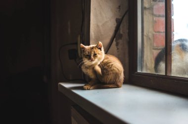 Küçük tüylü kızıl bir kedi yavrusu onu koruyan evin içinde kaşınıyor ve güneşleniyor.