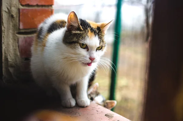 Mütevazı evsiz yavru kedi anne kediler tuğla pencere eşiğine oturur ve soğuk günlerde yemek ister, portre ister. — Stok fotoğraf