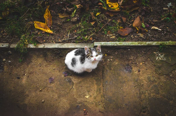 En ensam och mycket liten tvåfärgad kattunge sitter på marken på våta trottoaren och tittar upp, foto med ett stort tomt utrymme om hemlösa och vilda djur — Stockfoto