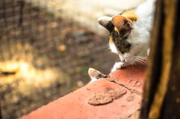 ホームレスの猫の母親はレンガの窓の外に座って、子猫の登るのを助けようとします、カリコケア — ストック写真