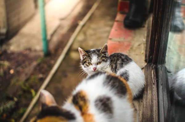 Dakloze kleine pluizige kitten zit op een koude dag op een baksteen vensterbank buiten het huis in de buurt van zijn moeder — Stockfoto