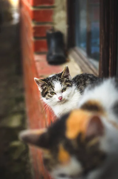 Sin hogar pequeño gatito esponjoso se sienta en un día frío en un alféizar de la ventana de ladrillo fuera de la casa cerca de su madre —  Fotos de Stock