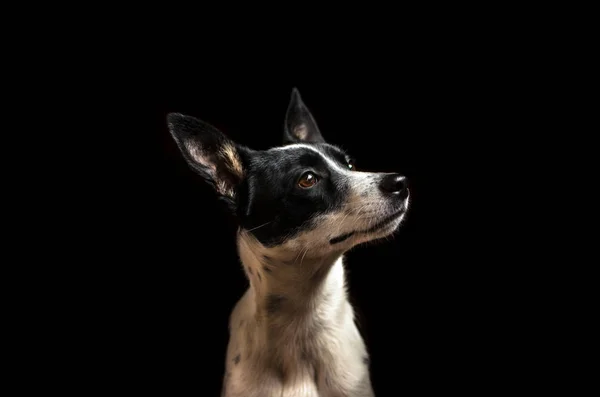 Retrato de um cão sobre um fundo preto. Basenji olha severamente para longe — Fotografia de Stock