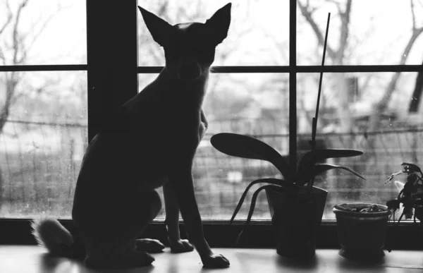 Silhouet van een hond zittend op een gezellige vensterbank met potten planten, grote oren — Stockfoto