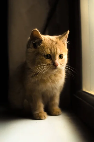 Pencere kenarındaki gölgede pofuduk kırmızı kedi yavrusu portresi, destansı bir fotoğraf. — Stok fotoğraf