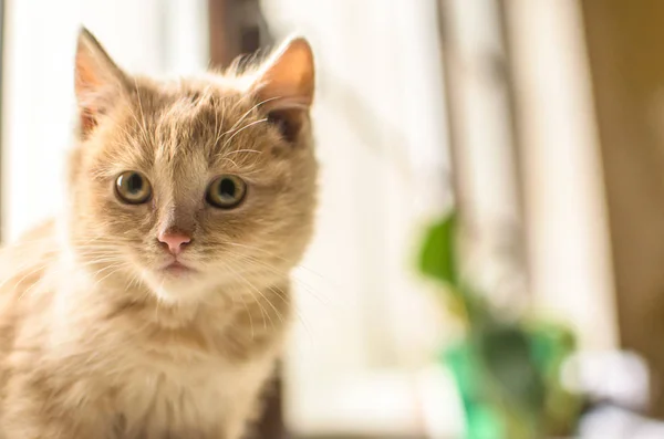 Komik çizim kırmızı ve tüylü kedi yavrusu soğuk bir günde sıcacık ve sıcak bir pencere pervazında oturur. — Stok fotoğraf